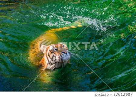 Siberian tiger in water at the zoo Siberian tiger in water at the zoo 27612907