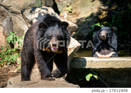 two bears sitting on the rock 27612908