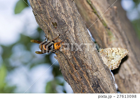 スズメバチ 27613098