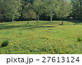 新緑のころ 27613124