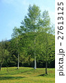 新緑 27613125