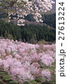桜の里 27613224