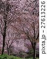 桜並木 27613226