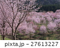 山里の桜 27613227