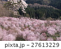 桜の里 27613229