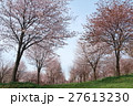 桜並木 27613230