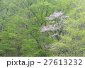 山桜 27613232