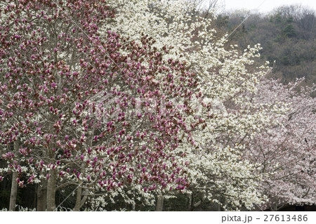 花一面　木蓮　辛夷　桜 27613486