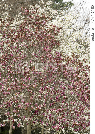 花一面　木蓮　辛夷 27613488