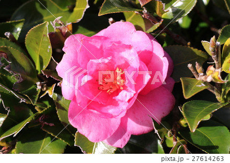 椿の花 27614263