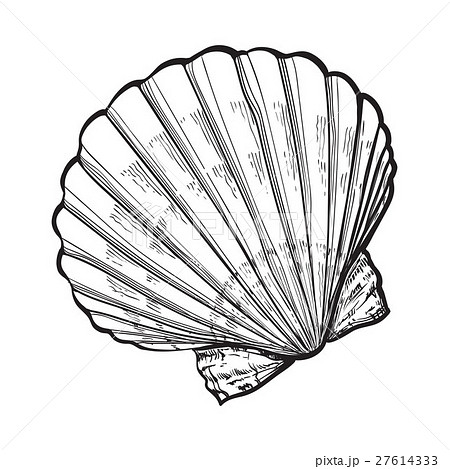 Saltwater Scallop Sea Shell Isolated Sketch Styleのイラスト素材