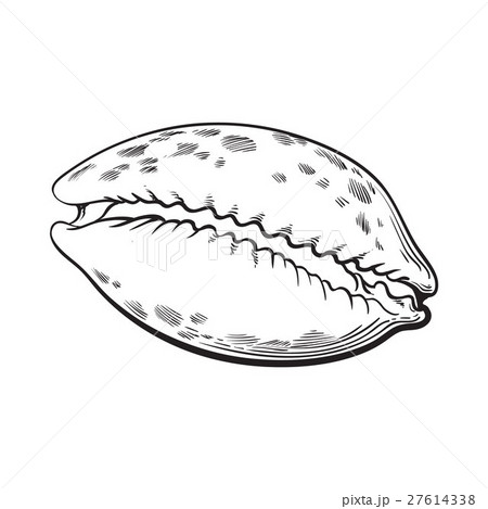 cowrie or cowry sea shell, sketch style vector 27614338