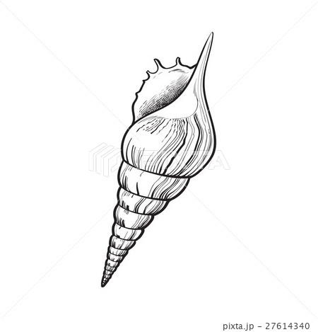 Spiral Conch Sea Shell Isolated Sketch Styleのイラスト素材