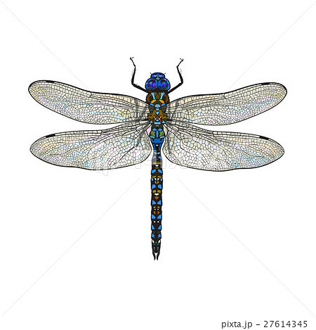 Top view of dragonfly with transparent wingsのイラスト素材 [27614345] - PIXTA