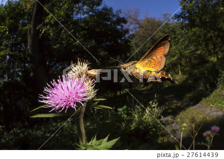 ホシホウジャク ホシホウジャク 27614439