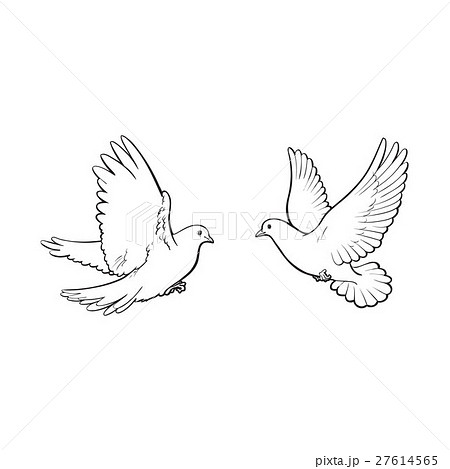 Two Free Flying White Doves Isolated Sketch Styleのイラスト素材 27614565 Pixta