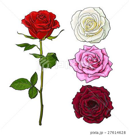 Set of pink, white, red rose, top and side view 27614628