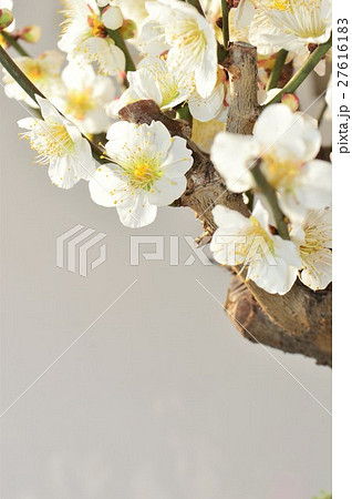 白とピンク色の梅の花の盆栽　白背景 27616183