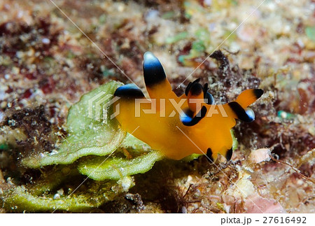 ウデフリツノザヤウミウシ 27616492