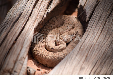Midget Faded Rattlesnake in the wilds, Colorado 27617026