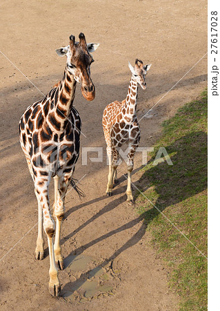 Two Giraffes in Prague Zoo Two Giraffes in Prague Zoo 27617028
