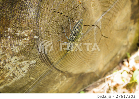 ウバタマムシ ウバタマムシ 27617203