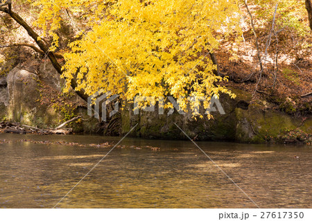 福島県　阿武隈川上流　西郷瀞（11月） 27617350