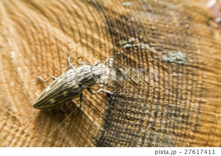 ウバタマムシ 27617411