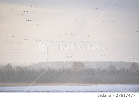 霧の中、塒から飛び立つマガン 27617477