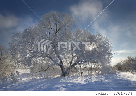 Beautiful winter landscape with snow covered trees 27617573