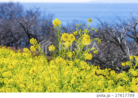 菜の花畑 菜の花畑 27617709