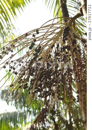 Acai in Brazil . アサイー in ブラジル Acai in Brazil . アサイー in ブラジル 27617711
