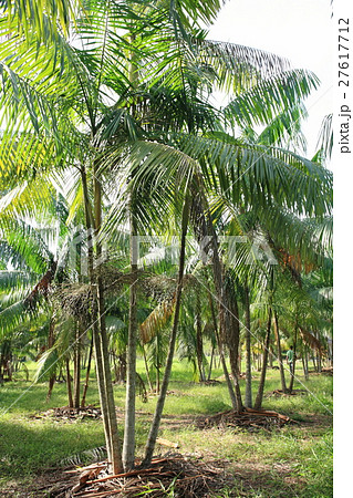 Acai in Brazil .　アサイー in ブラジル 27617712