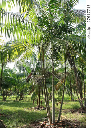 Acai in Brazil .　アサイー in ブラジル 27617713