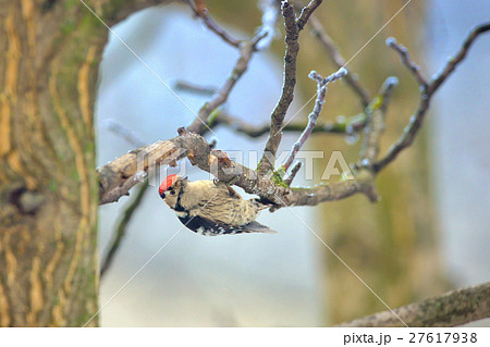Great spotted woodpecker 27617938
