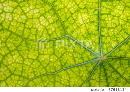 Leaf texture abstract background with closeup view Leaf texture abstract background with closeup view 27618134