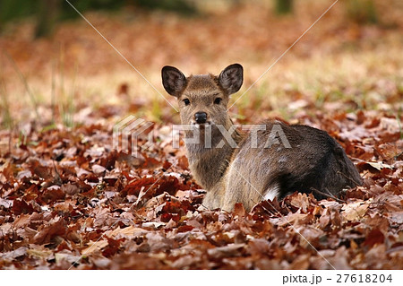 Little red deer Cervus nippon 27618204
