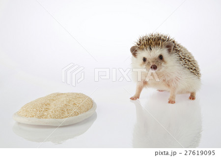 Isolated hedgehog and loofah on white background.  27619095