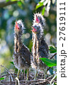 雛 ヒヨコ 若鳥 27619111