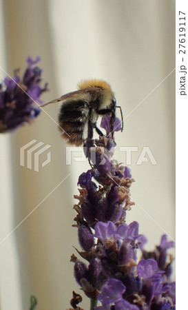 bumblebee with lavender ラベンダーとマルハナバチ 27619117