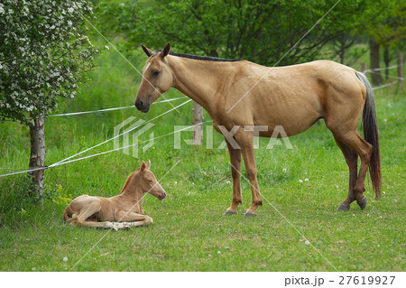 Small foal with mum on a green meadow 27619927