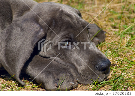 Beautiful puppy of great dane Beautiful puppy of great dane 27620232