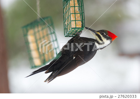 Pileated woodpecker bird - (Dryocopus pileatus) 27620333