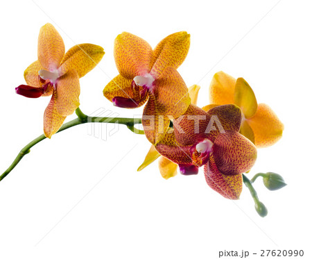 Blooming  twig of orange spotted orchid 27620990