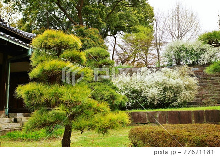 東京名所案内皇居案内・皇居大番所脇に咲く満開のユキヤナギの花と若い松の木・横位置 東京名所案内皇居案内・皇居大番所脇に咲く満開のユキヤナギの花と若い松の木・横位置 27621181