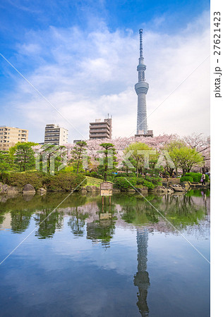 東京スカイツリーと墨田公園の桜の写真素材