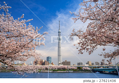 東京スカイツリーと墨田公園の桜 27621436