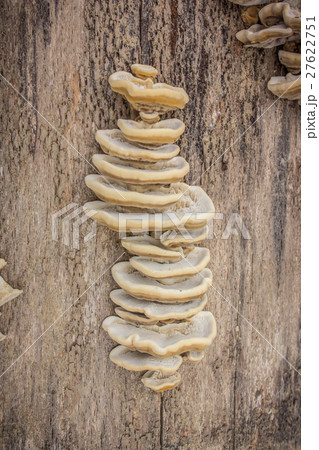 Closeup view of mushrooms stuck onto the side of a Closeup view of mushrooms stuck onto the side of a 27622751