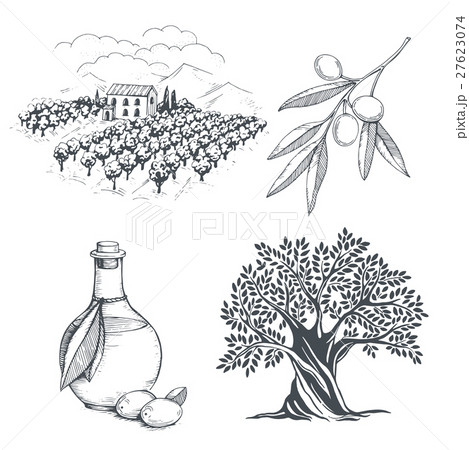 Hand-drawn olive sketch Hand-drawn olive sketch 27623074