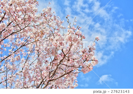 青空と桜 青空と桜 27623143